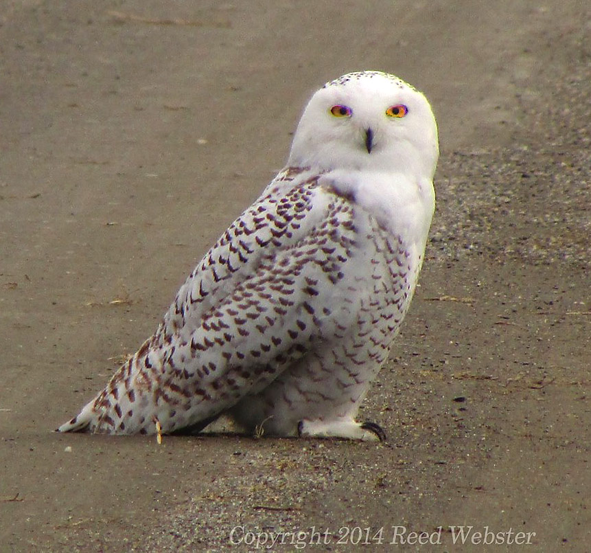 reed-snowy-owl