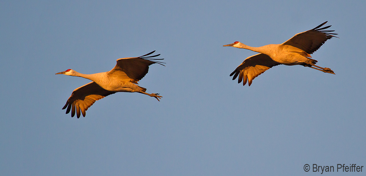 sandhill-cranes-1280x617