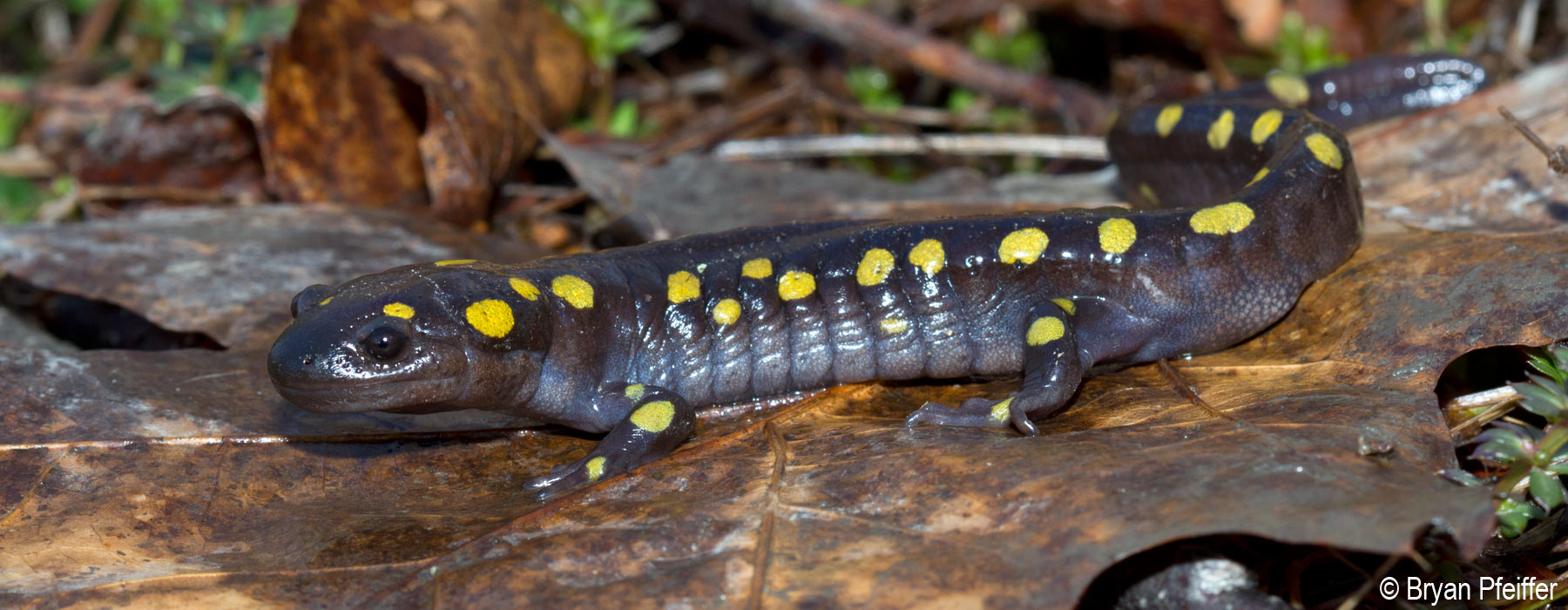 Spotted Salamander / © Bryan Pfeiffer