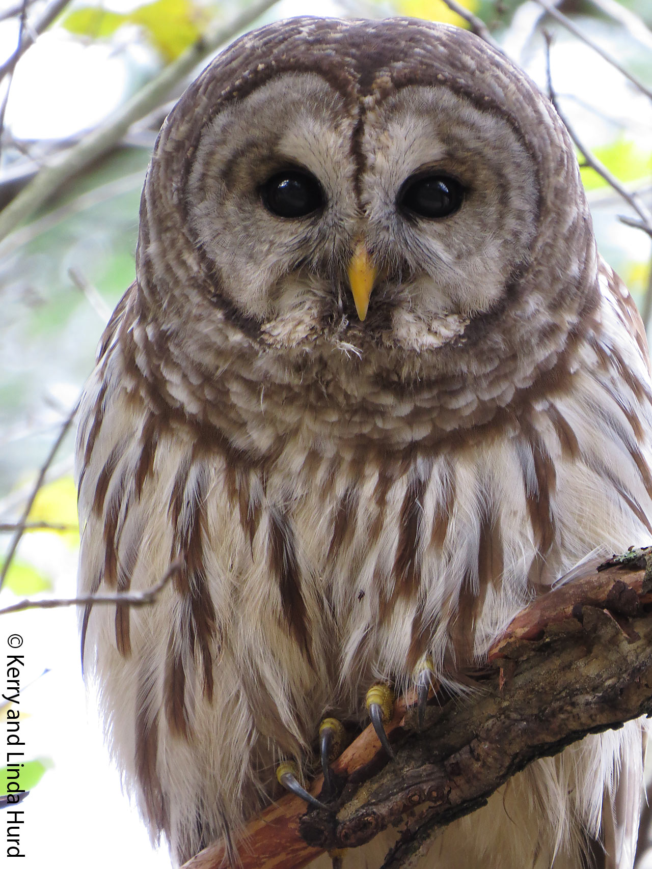 barred-owl-hurds-1