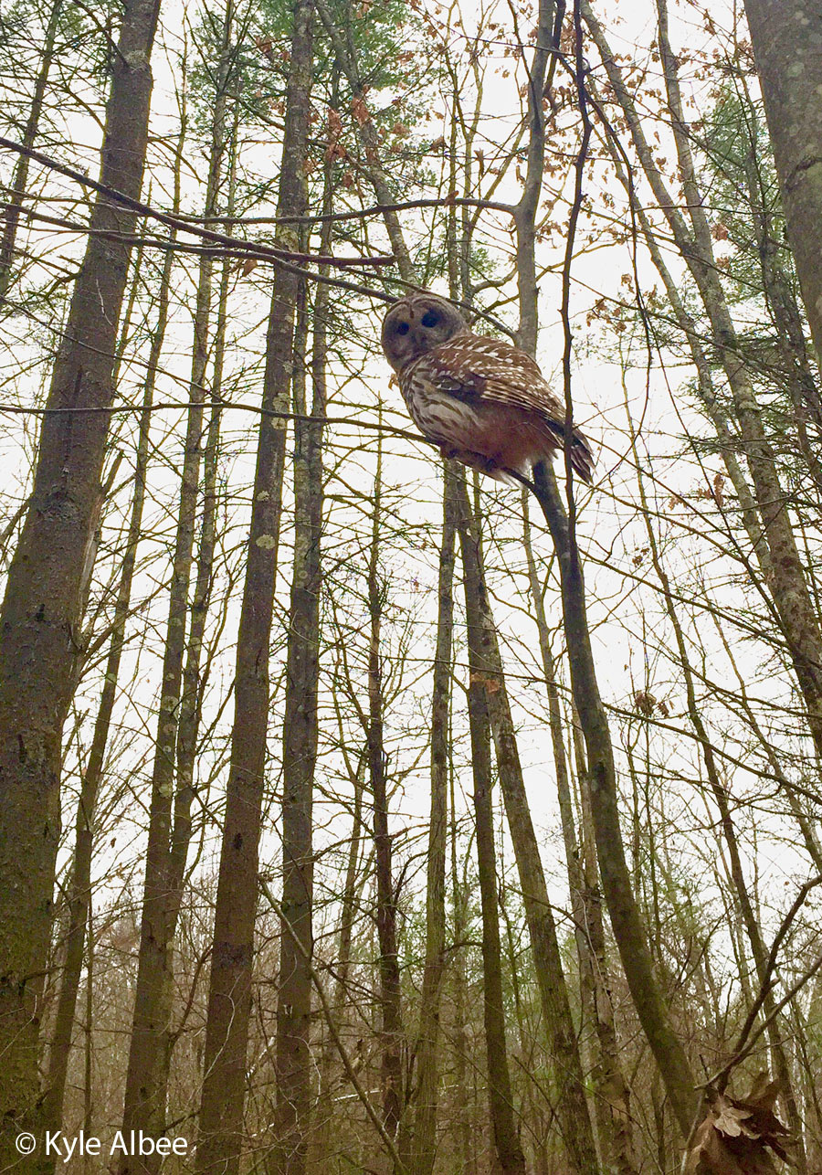 barred-owl-kyle