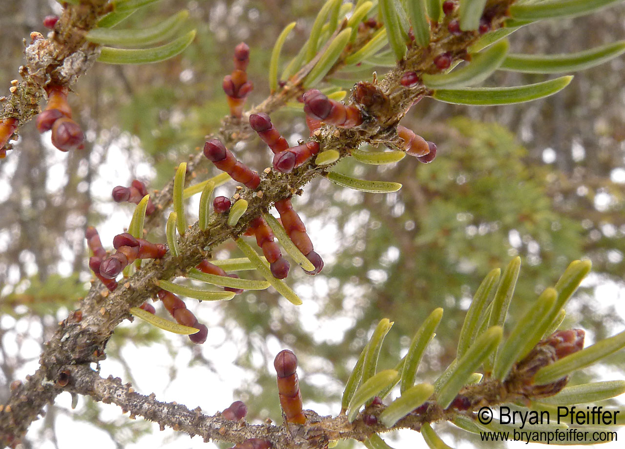 dwarf-Mistletoe-black-spruce-1280x920