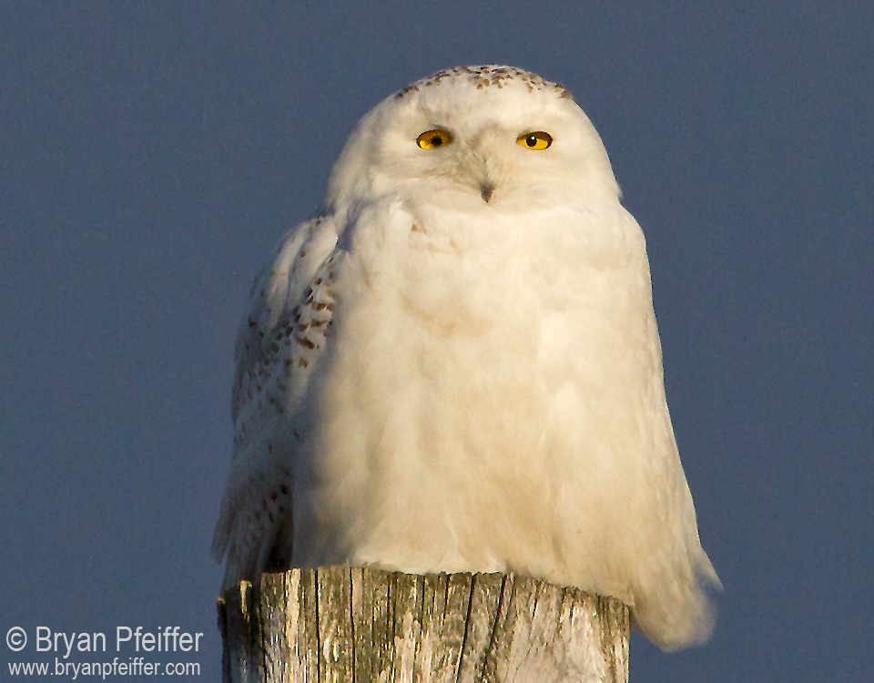 snowy-owl-east-montpelier-960x750