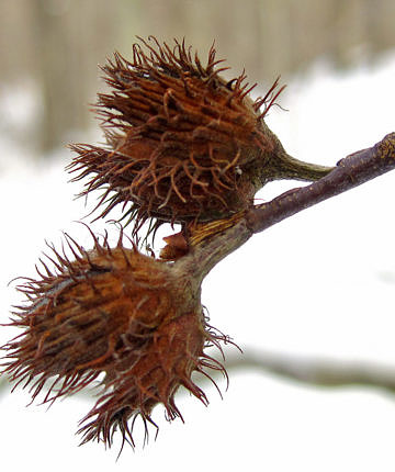 American beechnuts in winter