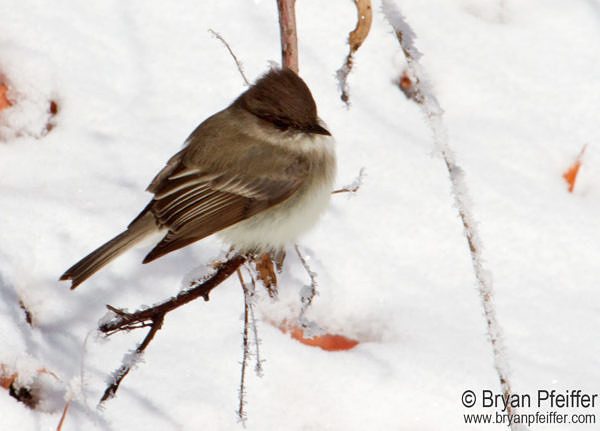 Eastern Phoebe at Bearpaw Ranch / Gila, New Mexico on 3 January 2015