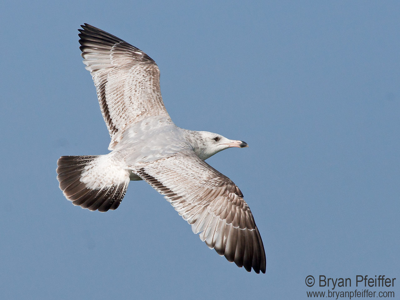 Second-winter Herring Gull / © Bryan Pfeiffer