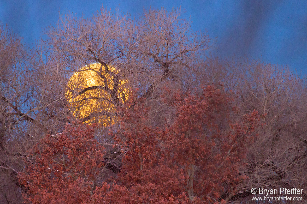 moonset-sycamore-1280x850