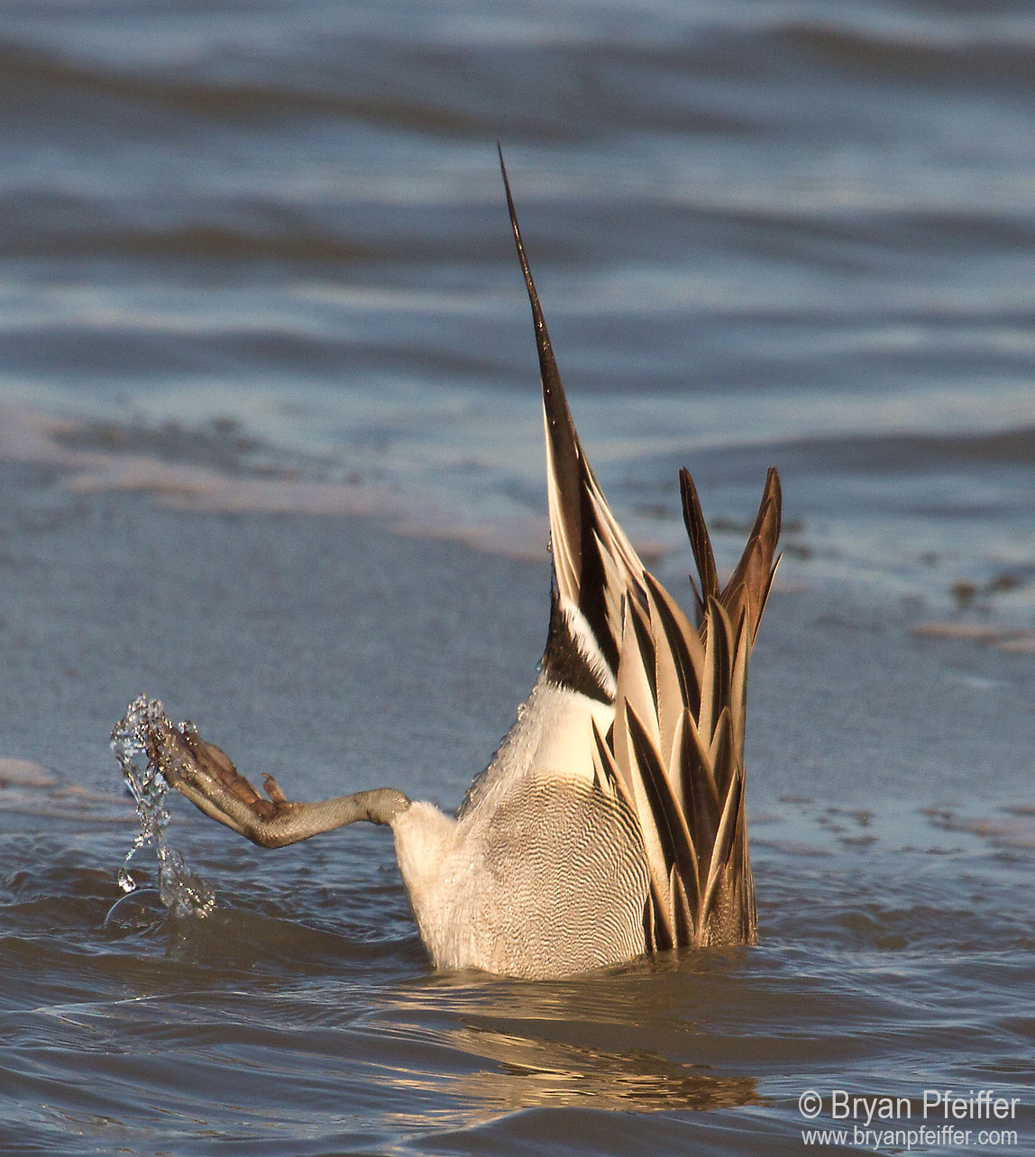 Northern Pintail (drake) feeding / © Bryan Pfeiffer