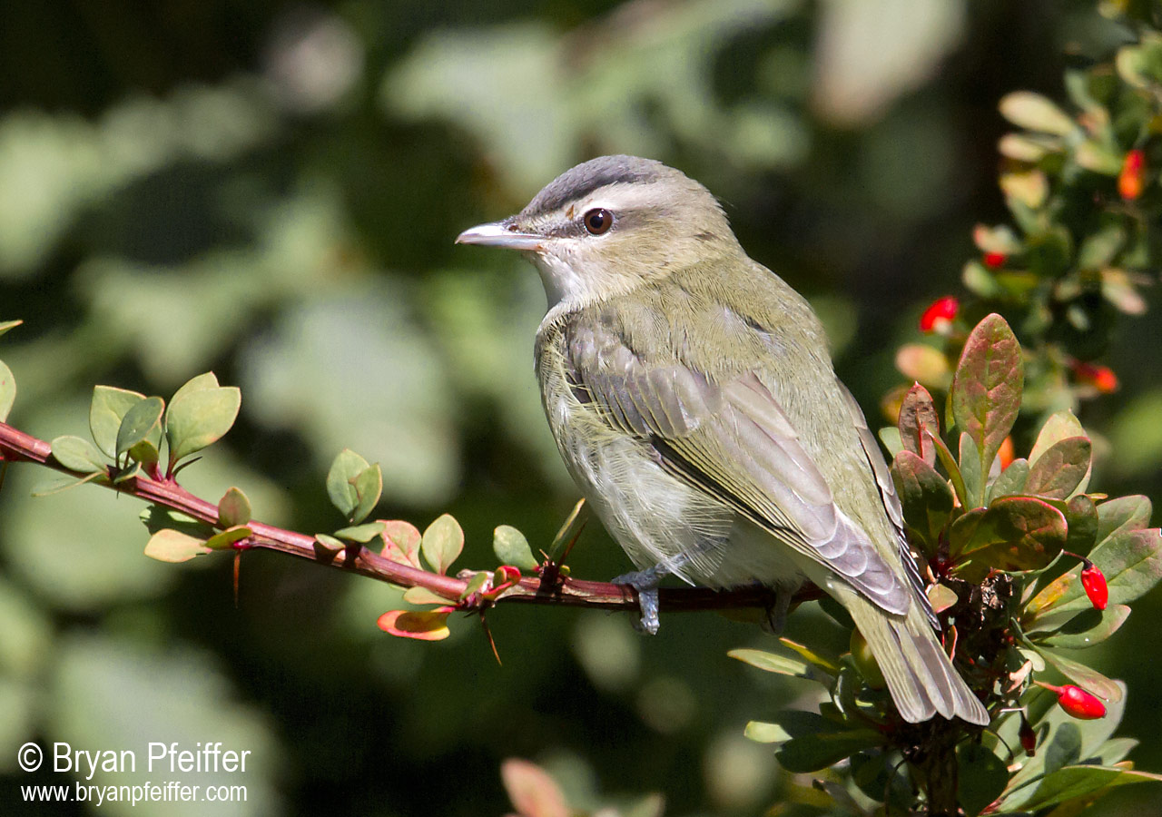 red-eyed-vireo-1280x900