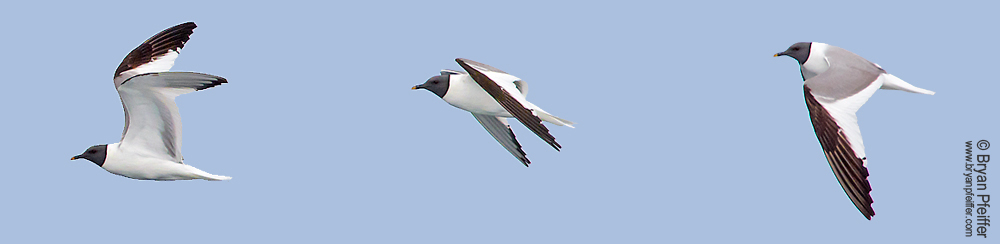 Three images of the same Sabine's Gull in flight.