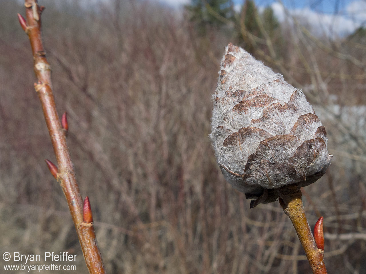 A Willow Pine Gall and twigs recognizable to many as willows (with those "naked leaf buds" lacking protective scale coverings.