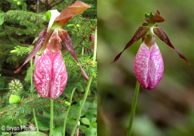 ladyslipper-before-after-800x