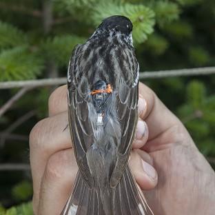 A Blackpoll Warbler and its geolocator. / © Vermont Center for Ecostudies
