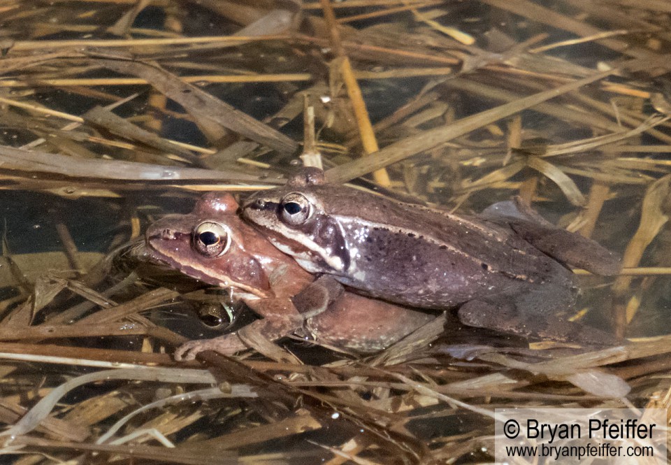 A more placid pair of mating Wood Frogs / © Bryan Pfeiffer