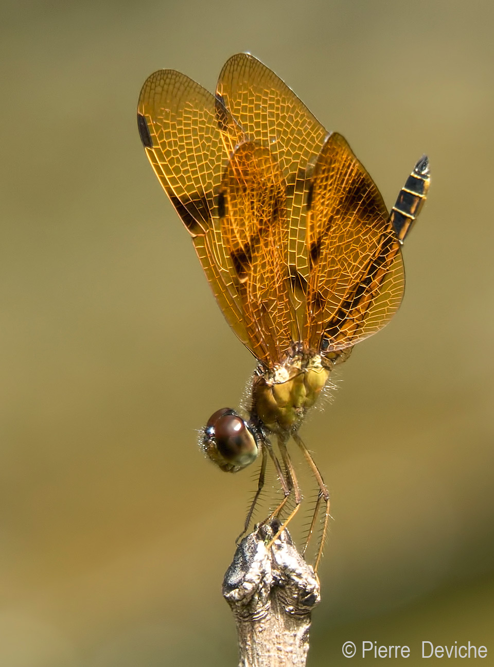 Undescribed Amberwing species (Perithemis) / © Pierre Deviche