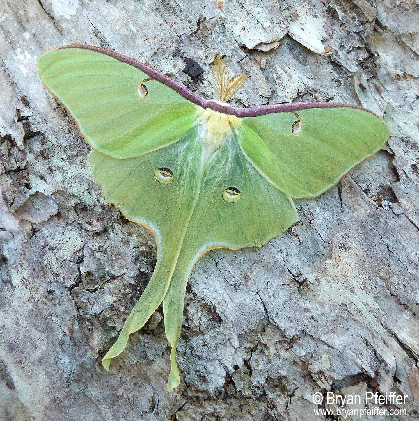 Luna Moth (Actias luna) in Steuben, Maine, on 16 July 2015