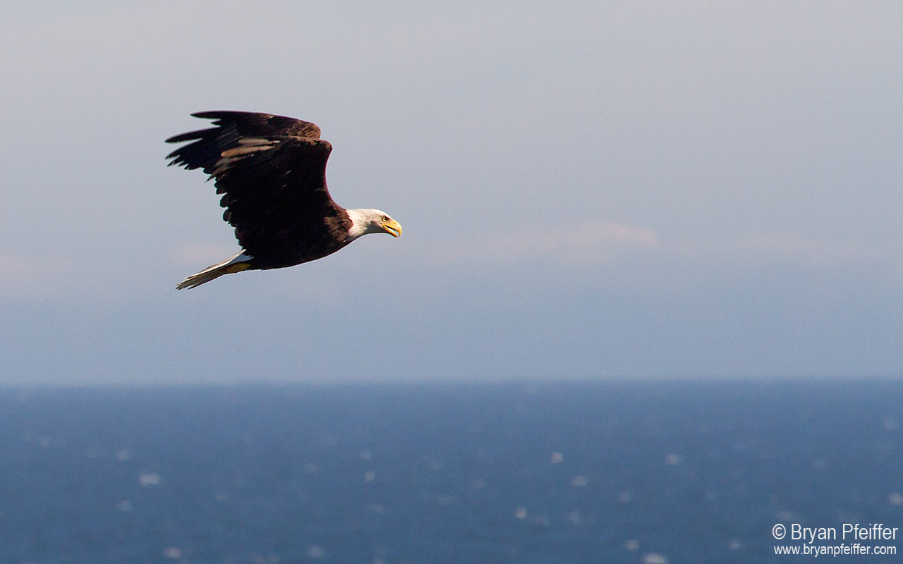 A Bald Eagle off Black Head on Monhegan Island / © Bryan Pfeiffer