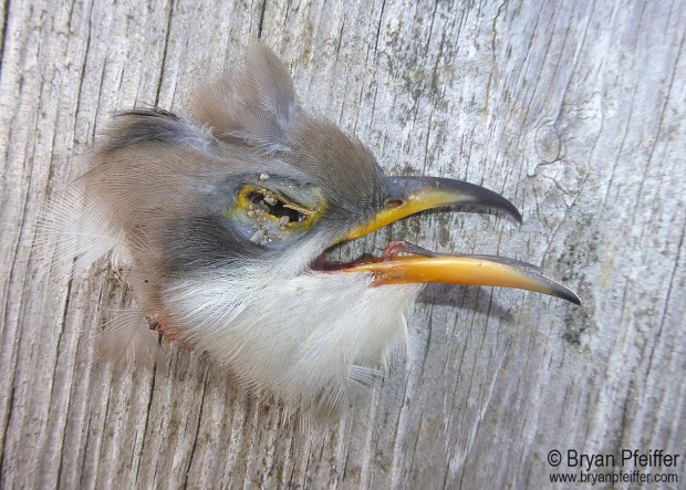 yellow-billed-cuckoo-head