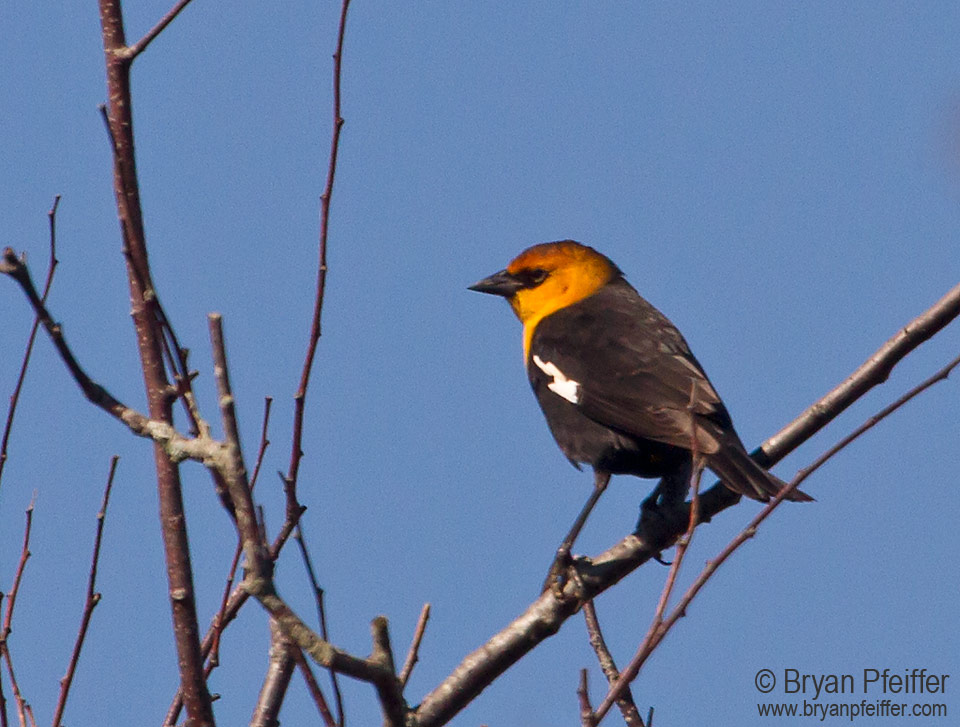 yellow-headed-blackbird-ME-14Sep2015