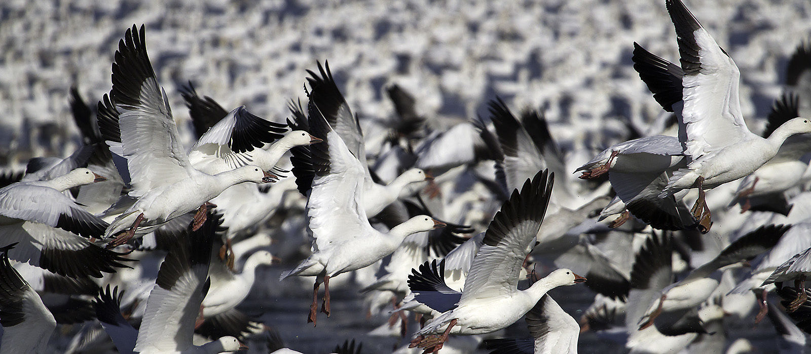 Snow Geese lifting off by Bryan Pfeiffer