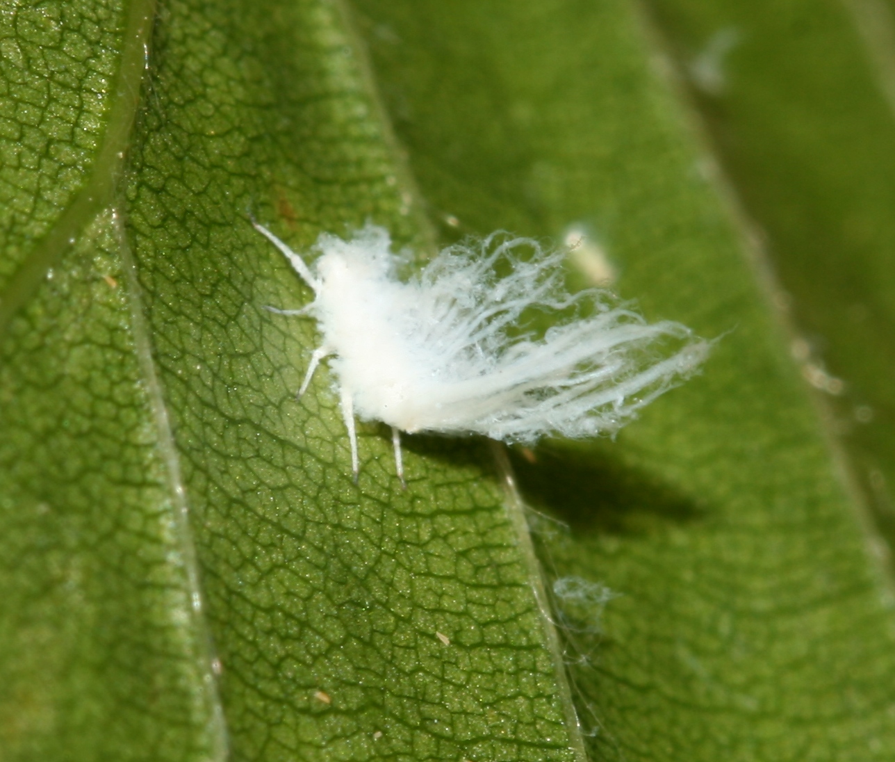  Woolly Aphids 