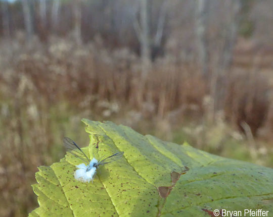 Woolly Aphid adult