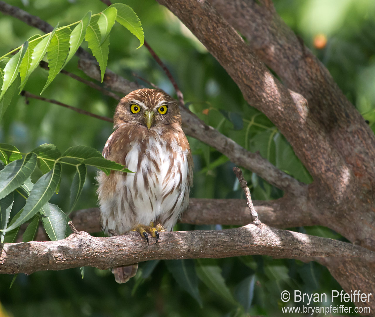 ferrugenous-pygmy-owl-1280