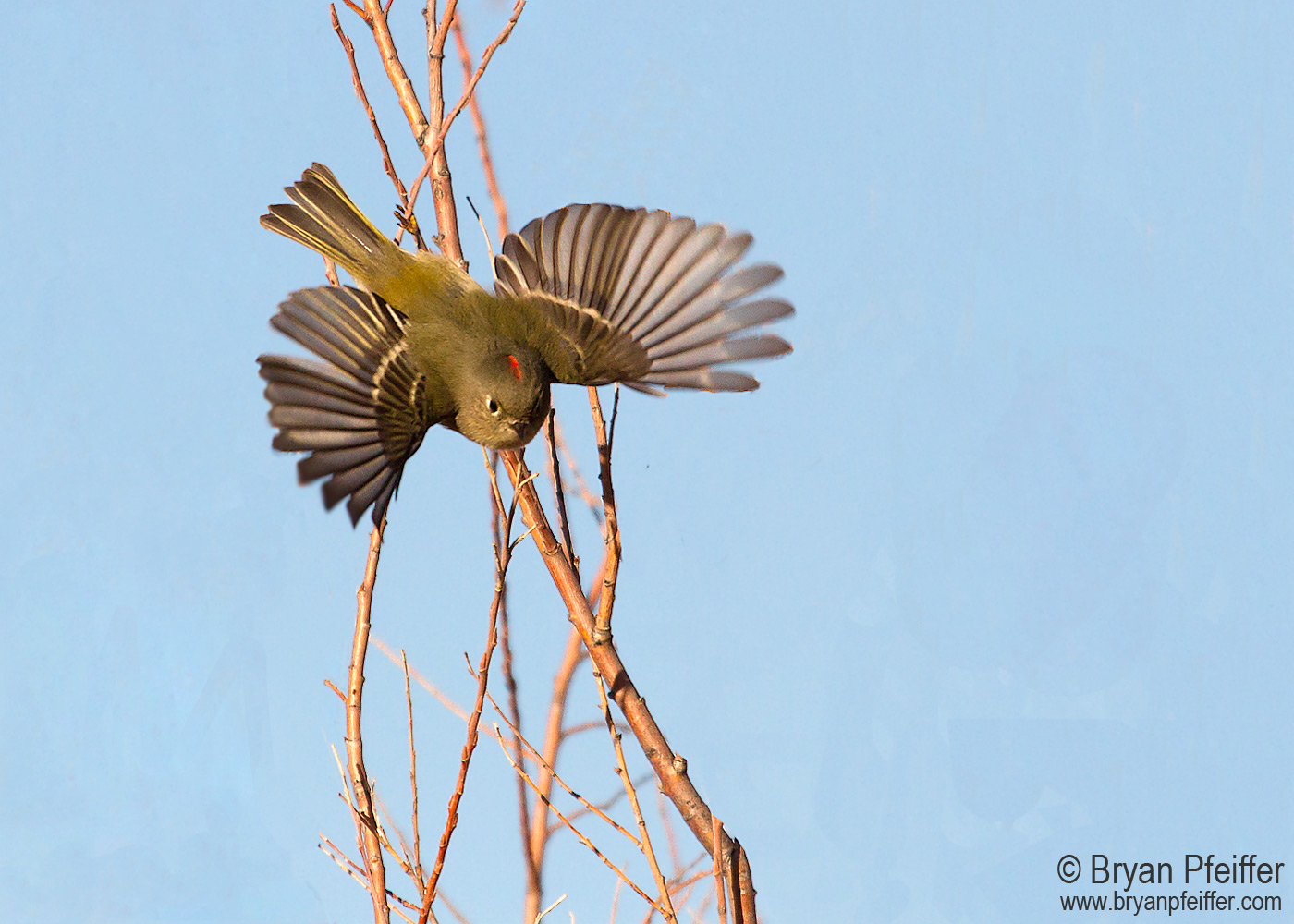 A Ruby-crowned Kinglet, festive for the season, takes flight in central New Mexico earlier this month. / © Bryan Pfeiffer