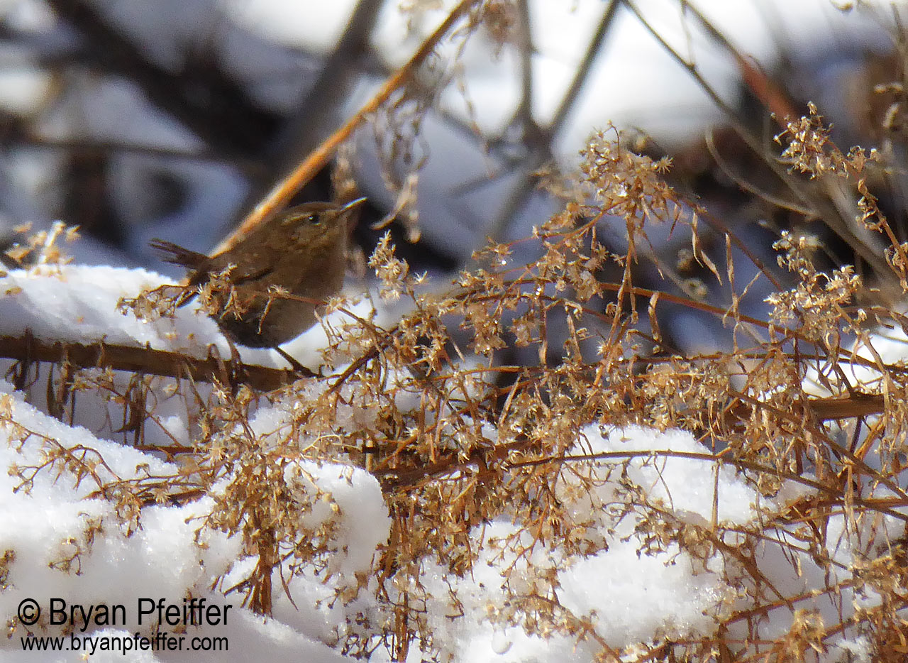 winter-pacific-wren-sheridan-corral-nm-13-dec-2015