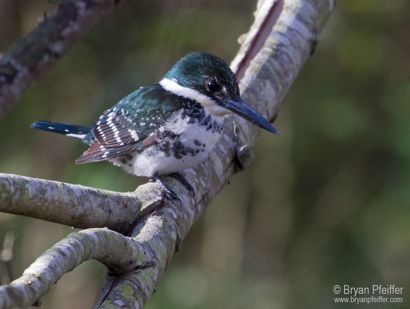 Green Kingfisher / © Bryan Pfeiffer