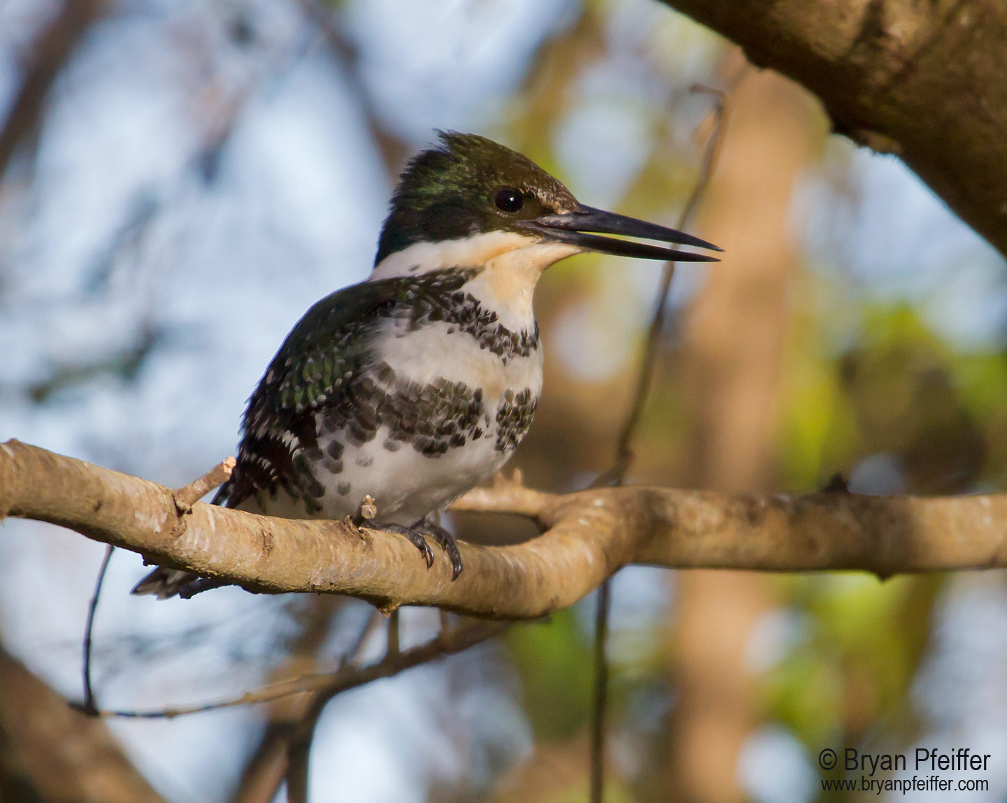 Green Kingfisher / © Bryan Pfeiffer