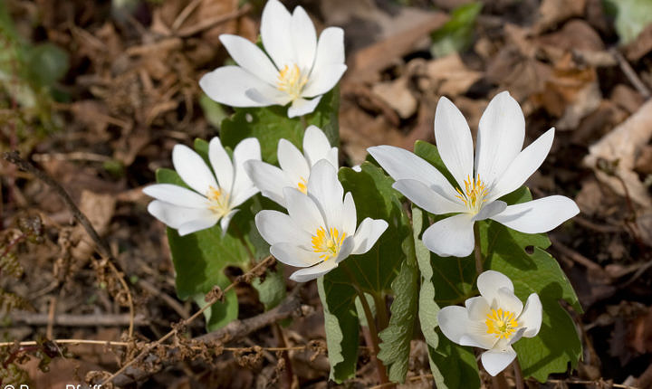 More Bloodroot