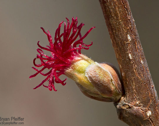 Beaked Hazelnut flower