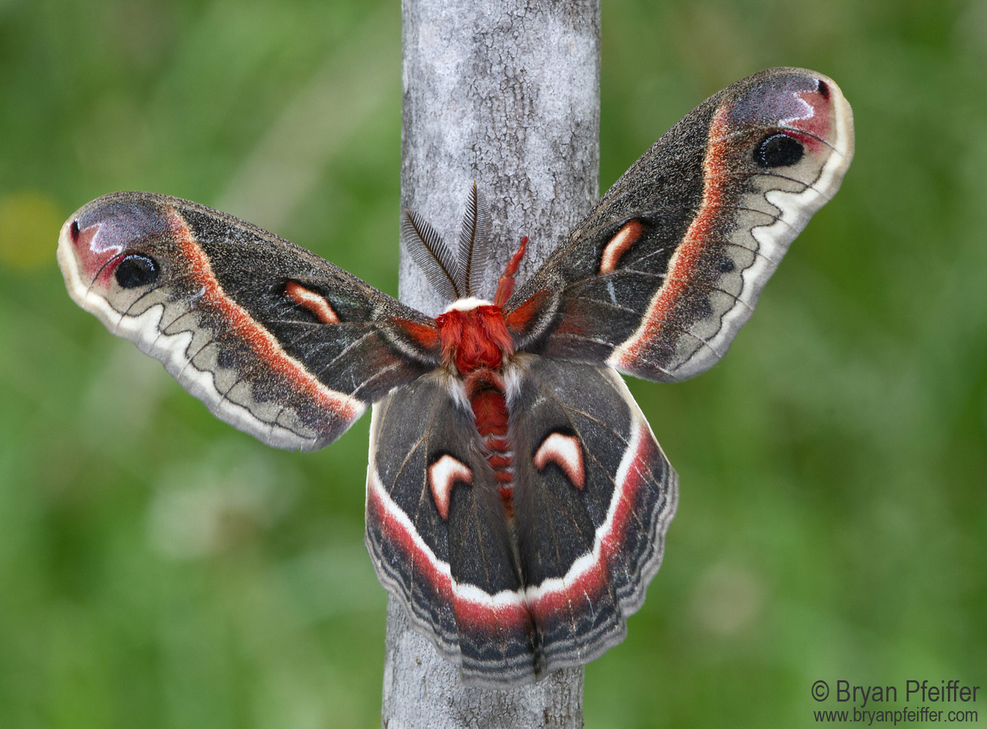 7767-Hyalophora-cecropia-(Cecropia-Moth)