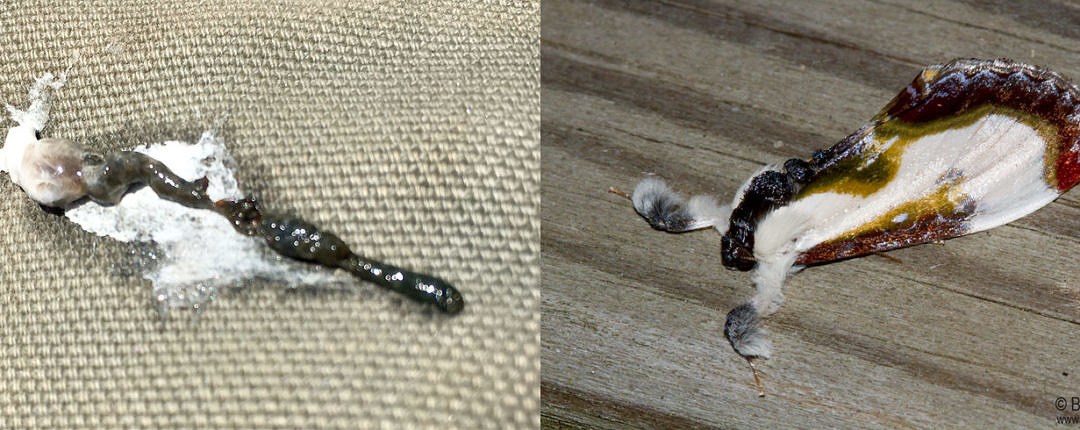 One of these is Red-eyed Vireo shit on my pants; the other is Beautiful Wood-Nymph (Eudryas grata).