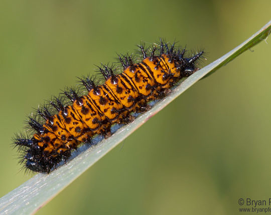 Baltimore Checkerspot caterpillar