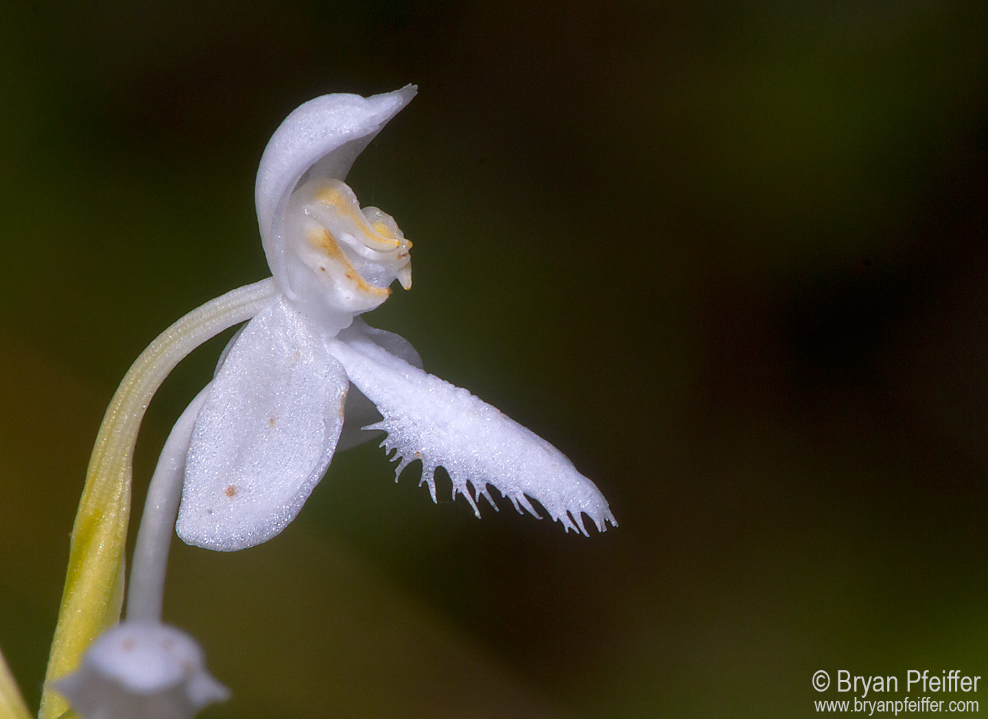 An orchid that I believe is White Fringed Orchid from a bog in Lamoille County, Vermont. 