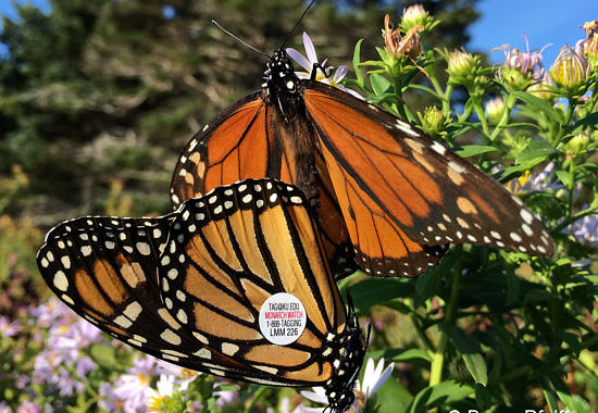 Tagged Monarchs on Monhegan Island