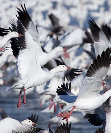 Greater Snow Geese launch from Lake Champlain
