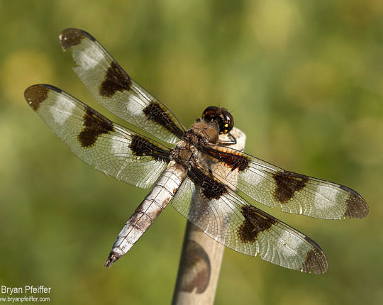 Somewhere south where it's warm Twelve-spotted Skimmers are still flying.