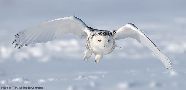 snowy-owl-wiki-1440×700 | Bryan Pfeiffer