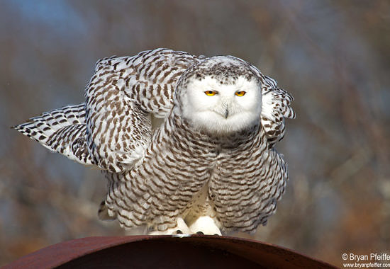 Snowy Owl by Bryan Pfeiffer