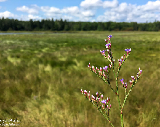 Sea Lavener (Limonium carolineanum) at a saltmarsh in Maine, shot with my iPhone 6. Not bad, but not always easy.