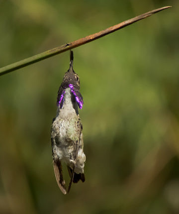 Costa's Hummingbird (deceased) / Yuma, Arizona