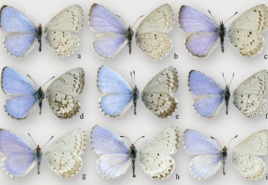 Various azures in the genus Celastrina