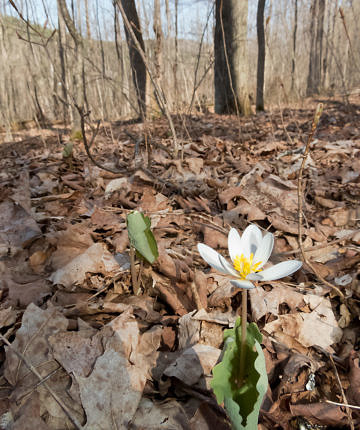 Bloodroot / Montpelier, VT / 2 May 2018