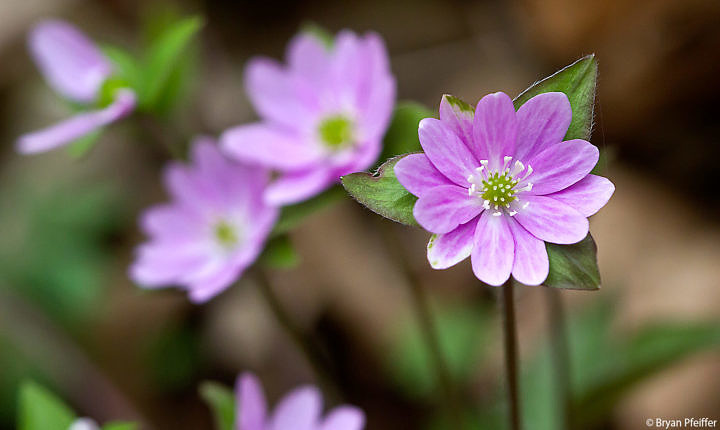Yet more Sharp-lobed Hepatica, because it is such a wonderful plant.