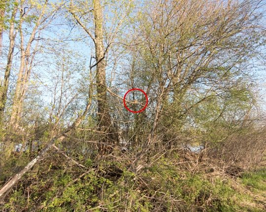 There's a Red Squirrel in that red circle, shot with the B700 a wide angle. The next image is your proof.