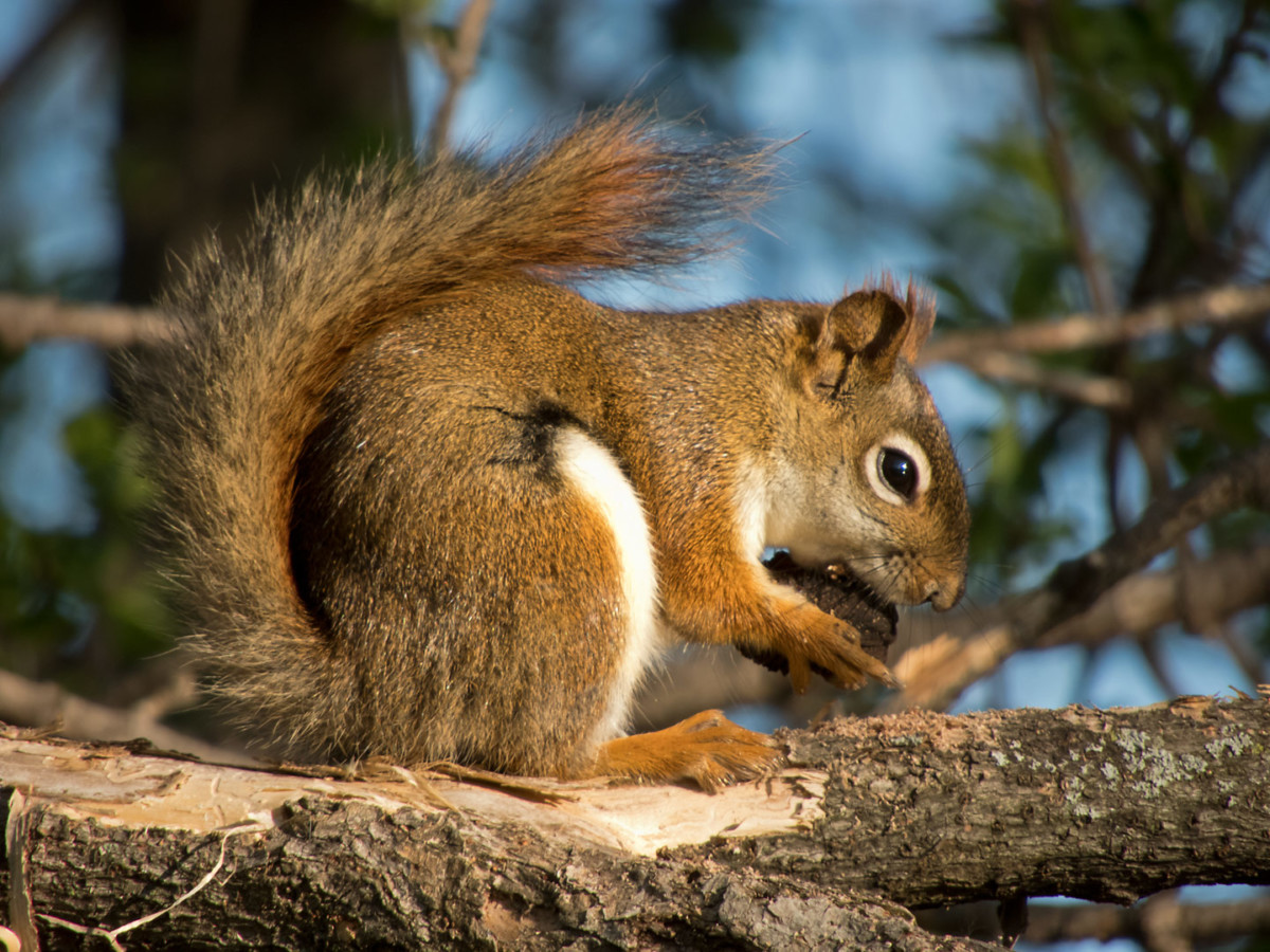 Going Wild PointandShoot Cameras for Wildlife 2018 Edition Bryan