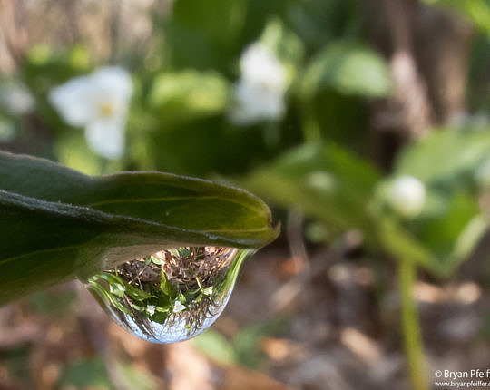 Trillium grandiflorum (White Trilliums) in a dewdrop
